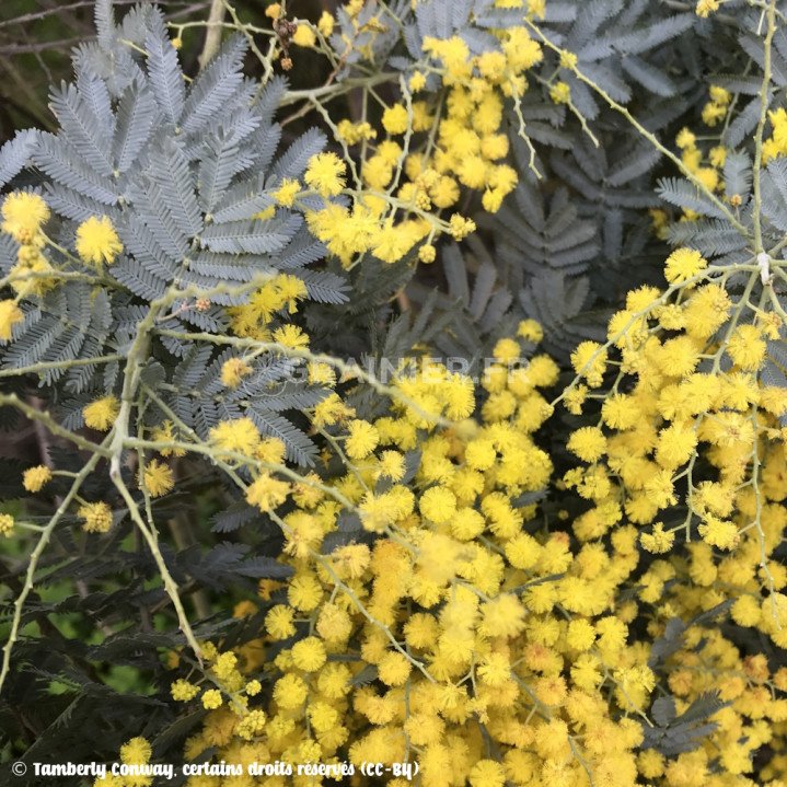 Acacia baileyana, Mimosa doré, Mimosa de Bailey image